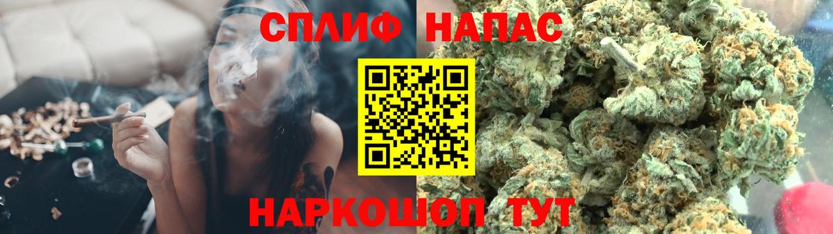 Конопля сатива Черняховск